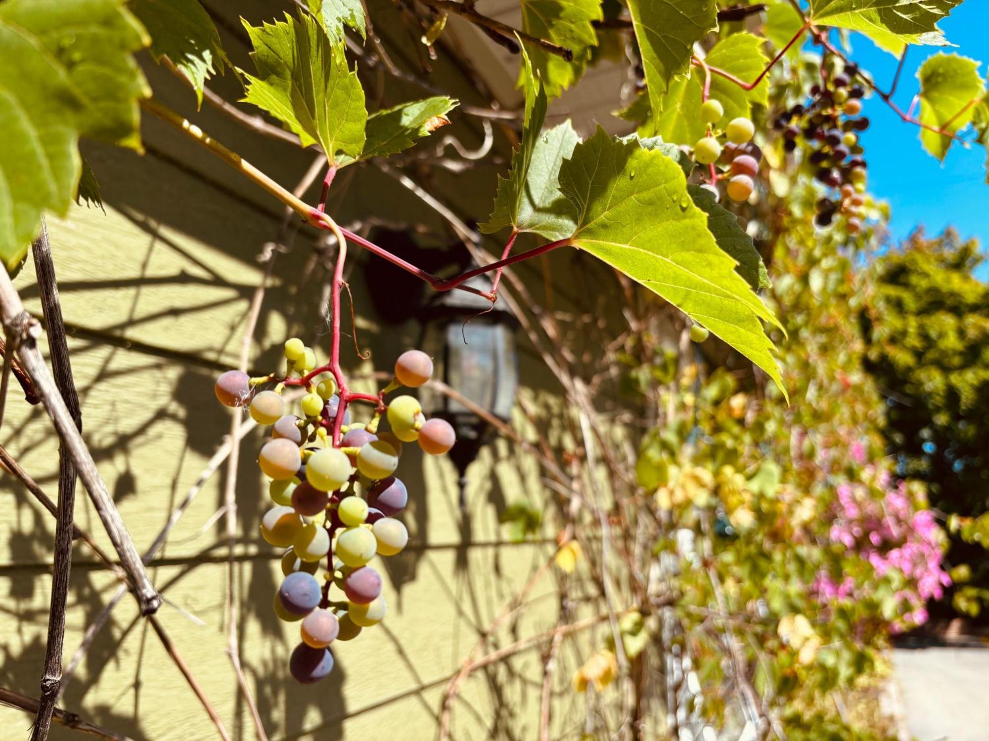 Auberge Sous Les Arbres Gaspe Exterior photo