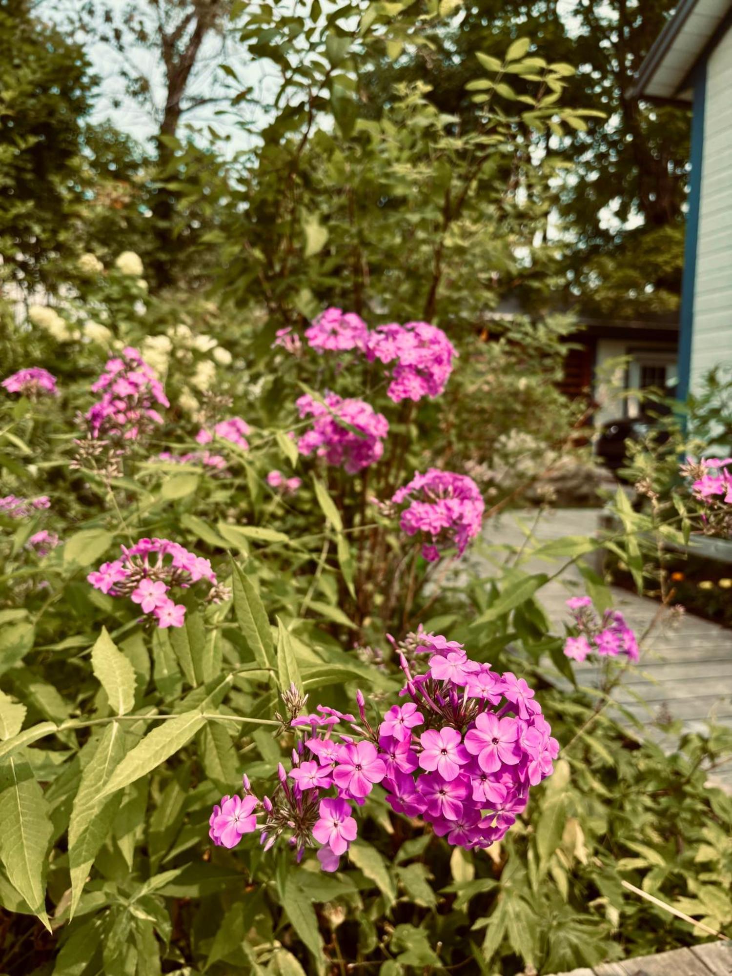 Auberge Sous Les Arbres Gaspe Exterior photo